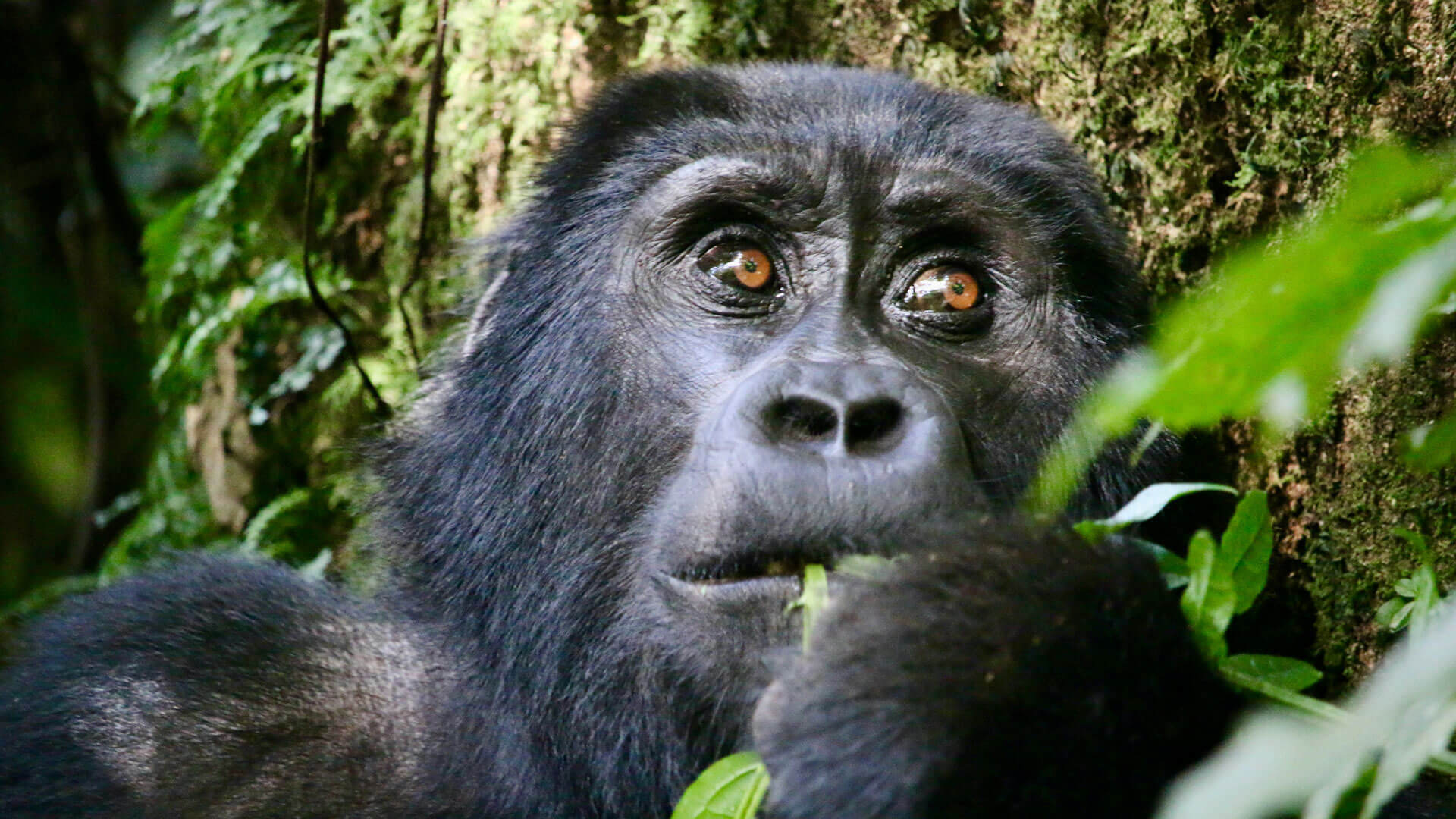 Rwanda Gorilla Trekking Safaris, Primate Tours