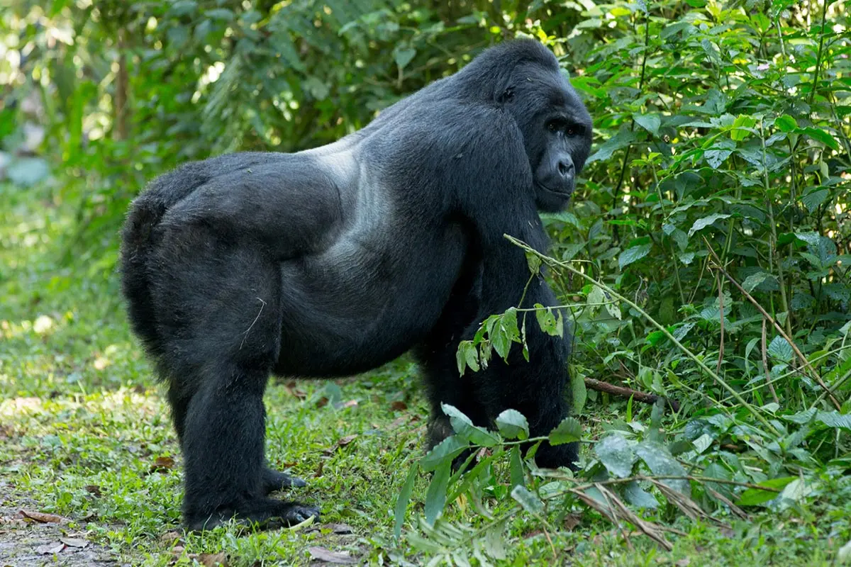 2 Days Gorilla Trekking in Volcanoes National Park, Rwanda, 4 Days Rwanda Gorilla Safari, 6 Days Rwanda Gorilla Trekking and Lake Kivu Adventure, 6 Days Rwanda Gorilla Trekking, 6 days Lake Kivu Adventure, Rwanda Safaris and Gorilla Trekking