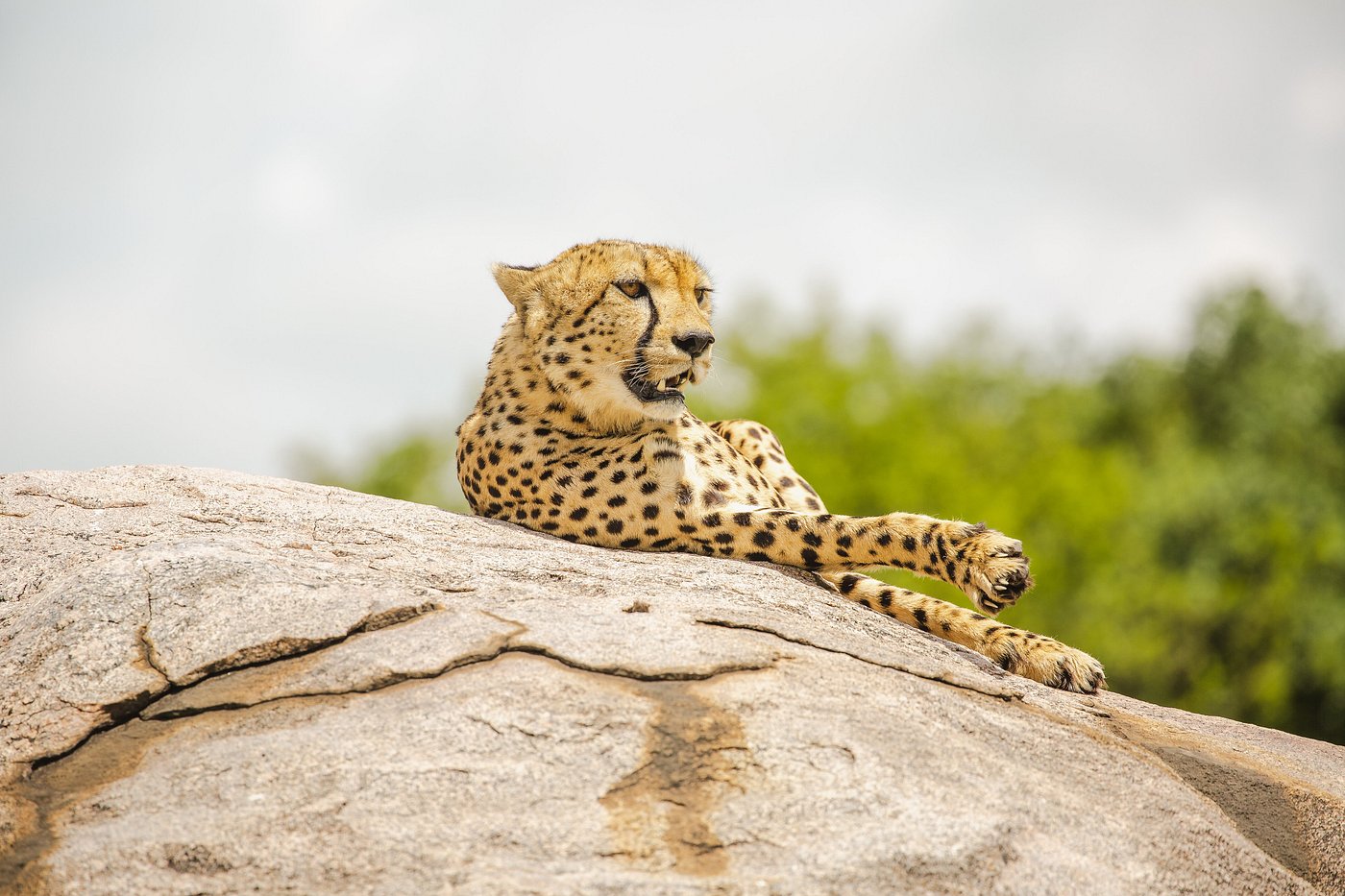 5 days akagera big 5, spot the big 5 in akagera