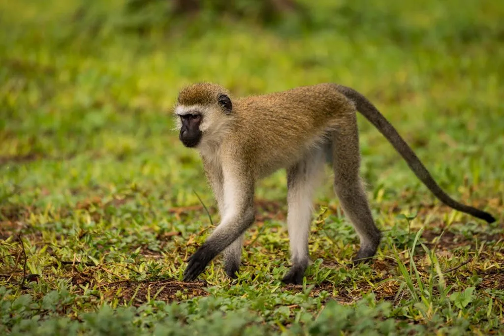 Vervet Monkey Trekking in Nyungwe National Park