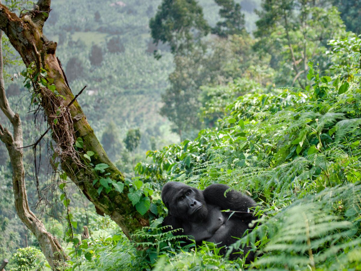 Gorilla Trekking Permit in Rwanda, 2 Days Gorilla Trekking in Volcanoes National Park, Rwanda, 3 Days Gorilla and Golden Monkey Trekking in Rwanda, Rwanda Safaris