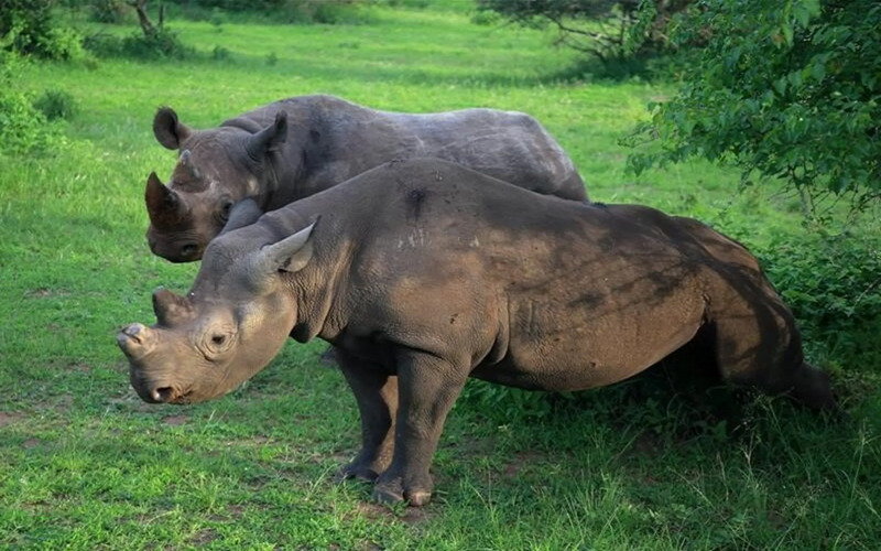 Rwanda Gorilla Safari and Big Five Safari – Complete Adventure Guide