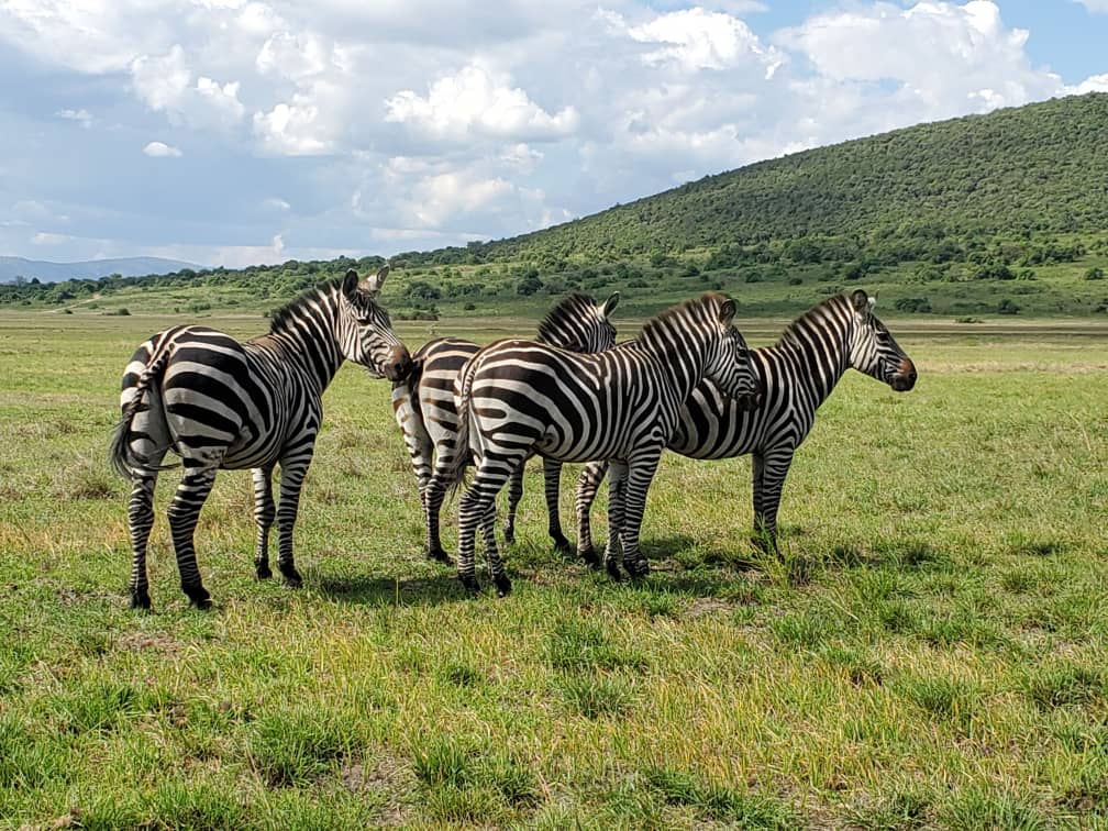 Rwanda Safari vs Kenya & Tanzania – Key Differences Explained