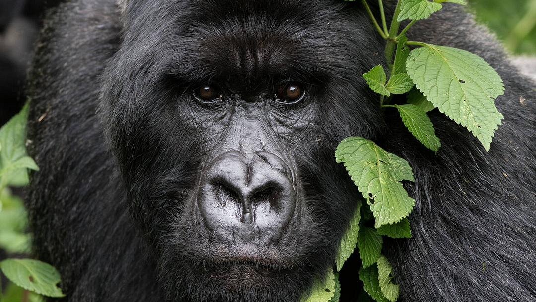 Rwanda Gorilla Trekking Cost