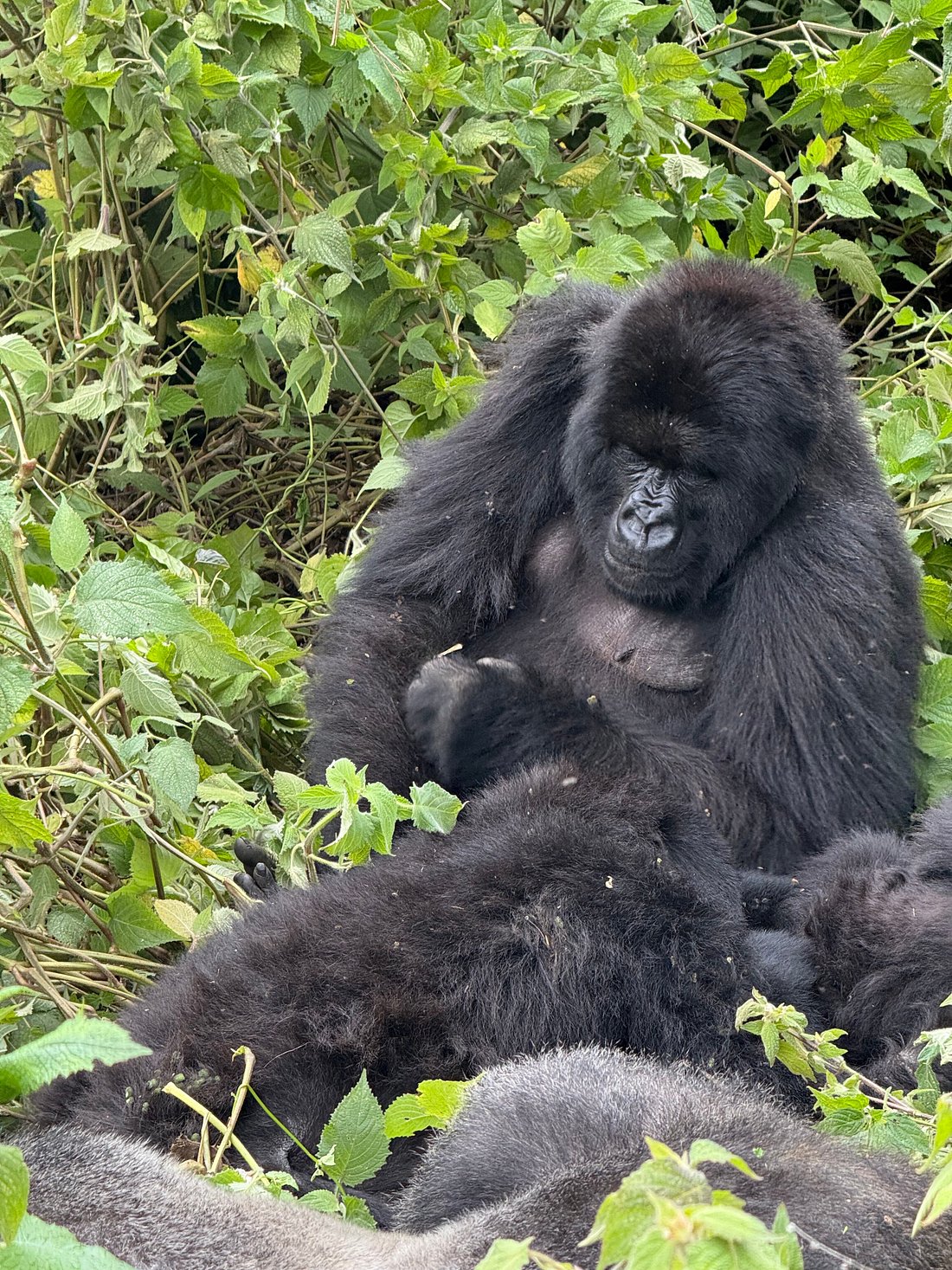 Rwanda Gorilla Trekking vs Uganda