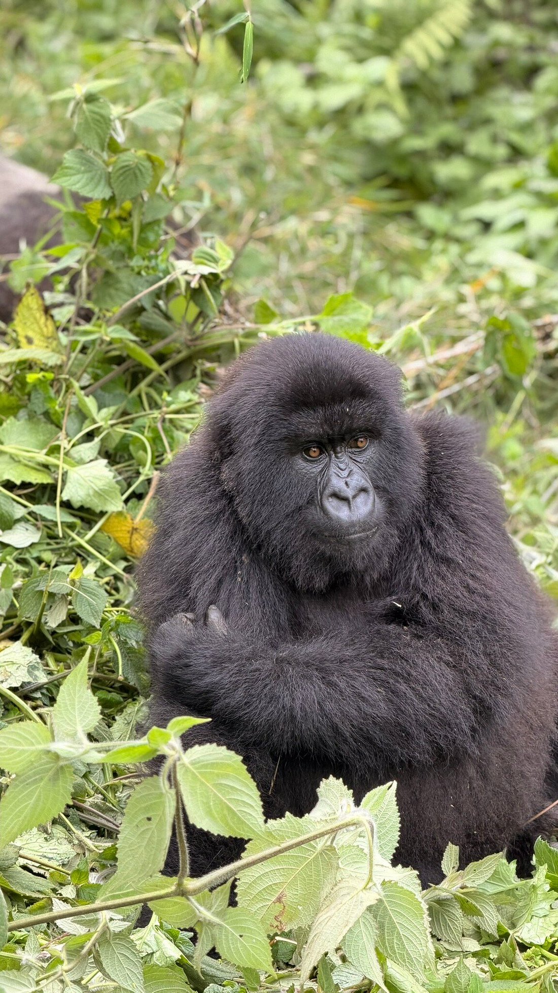 Budget Gorilla Trekking in Rwanda