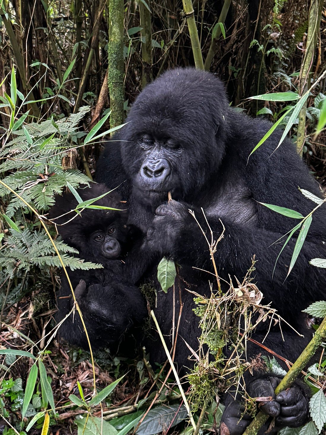 Best Time for Gorilla Trekking in Rwanda