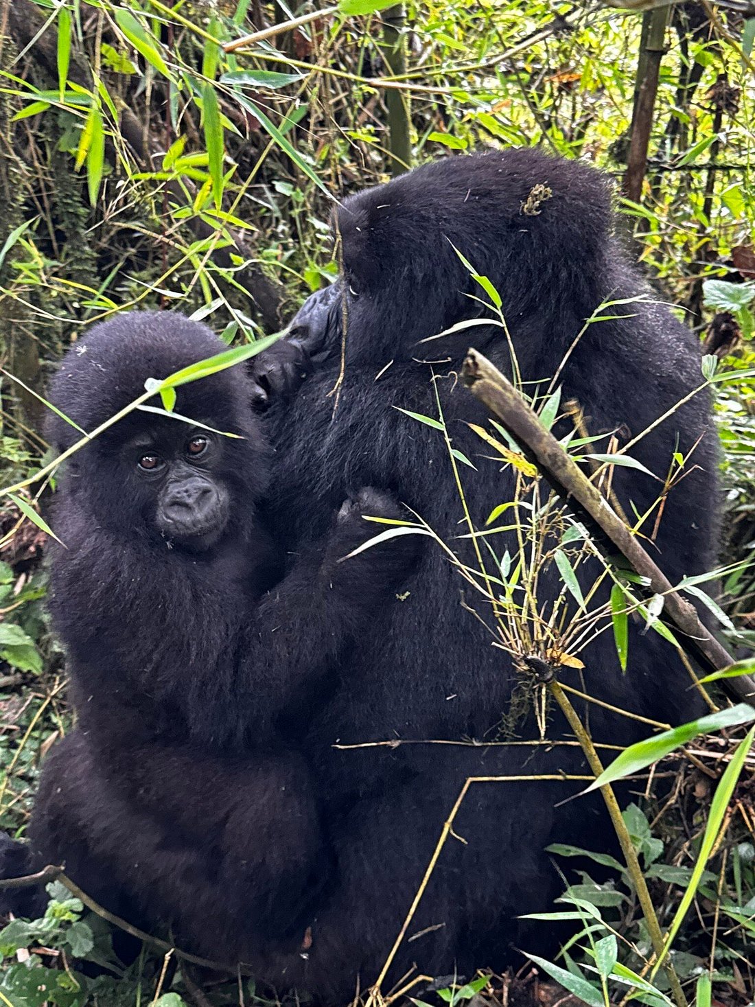 Gorilla Trekking in Volcanoes National Park