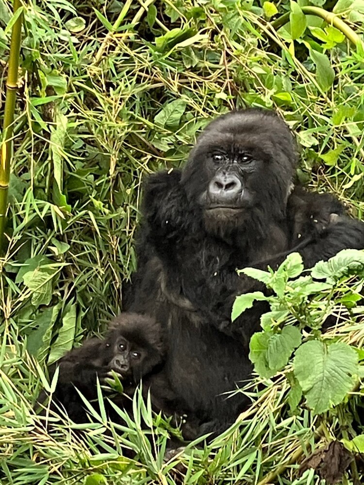 Rwanda Gorilla Trekking Itineraries – 2 to 7 Day Trip Ideas