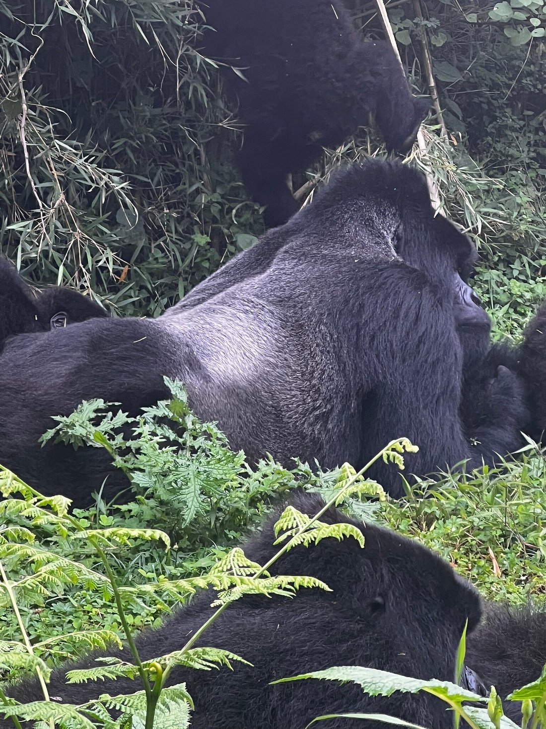 Gorilla trekking Rwanda travel tips