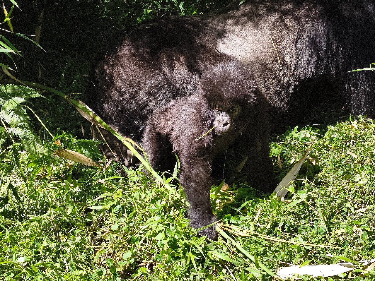 Private Gorilla Trekking Safaris in Rwanda