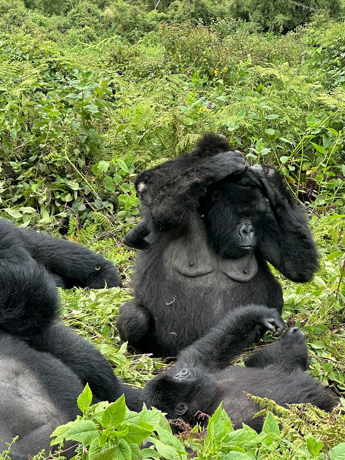 Small Group Gorilla Trekking Tours in Rwanda