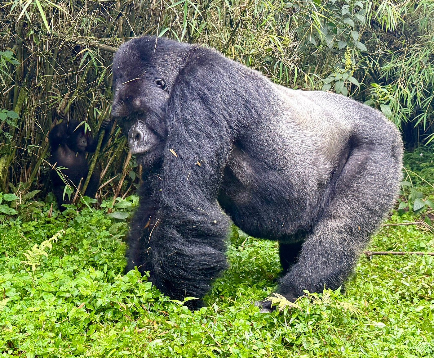 Gorilla Trekking in Rwanda for Families