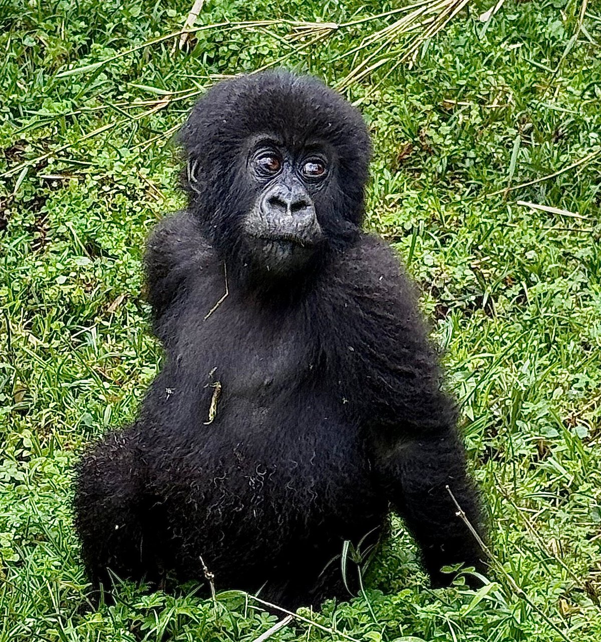 Rwanda Gorilla Trekking for Seniors