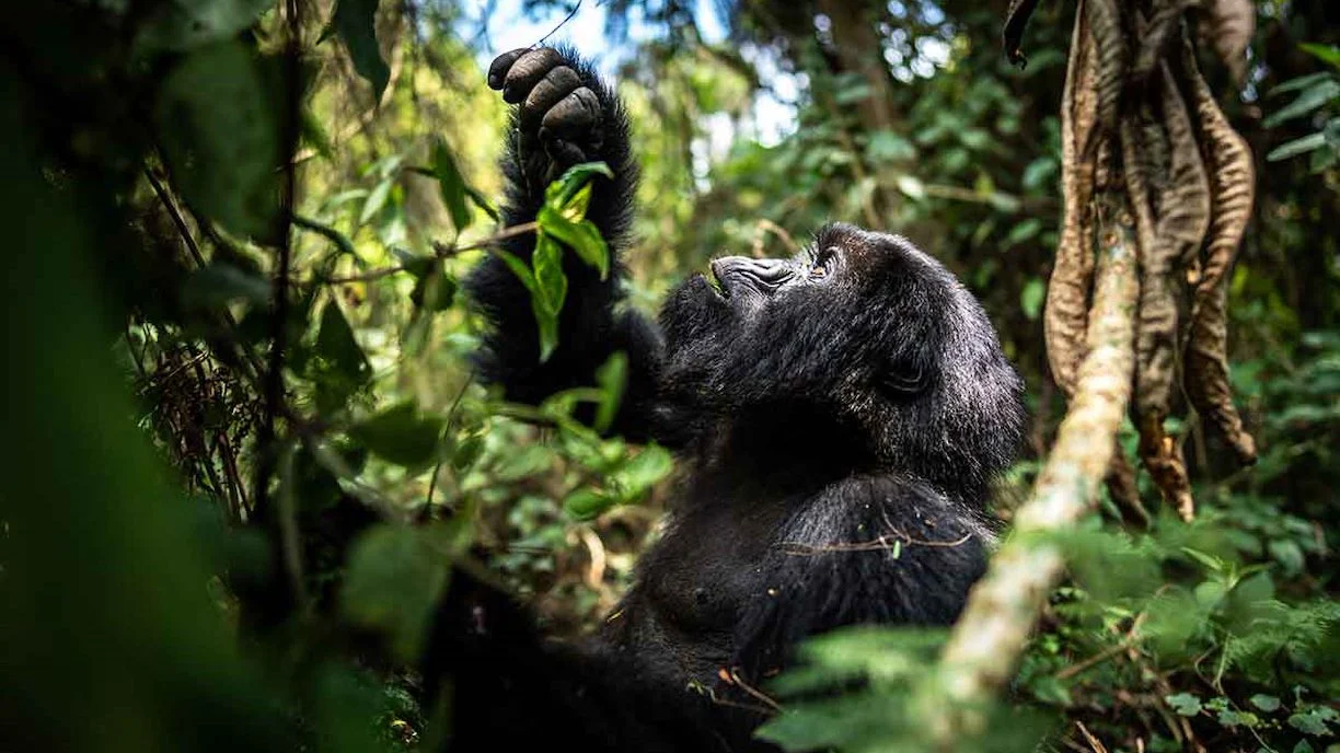 Rwanda gorilla trekking permits price