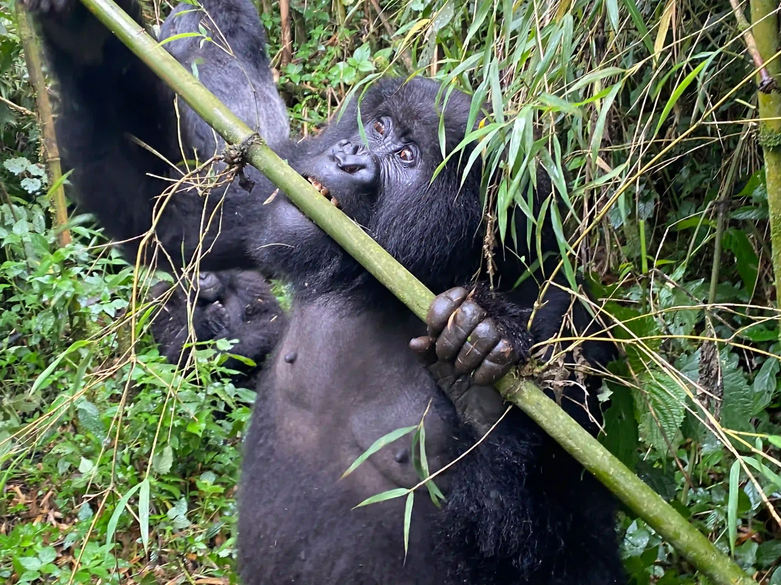 Rwanda gorilla trekking tours with cultural experiences