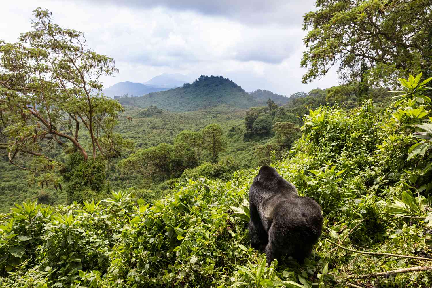 Eco-Friendly Gorilla Trekking in Rwanda