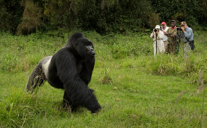 Rwanda gorilla trekking adventure