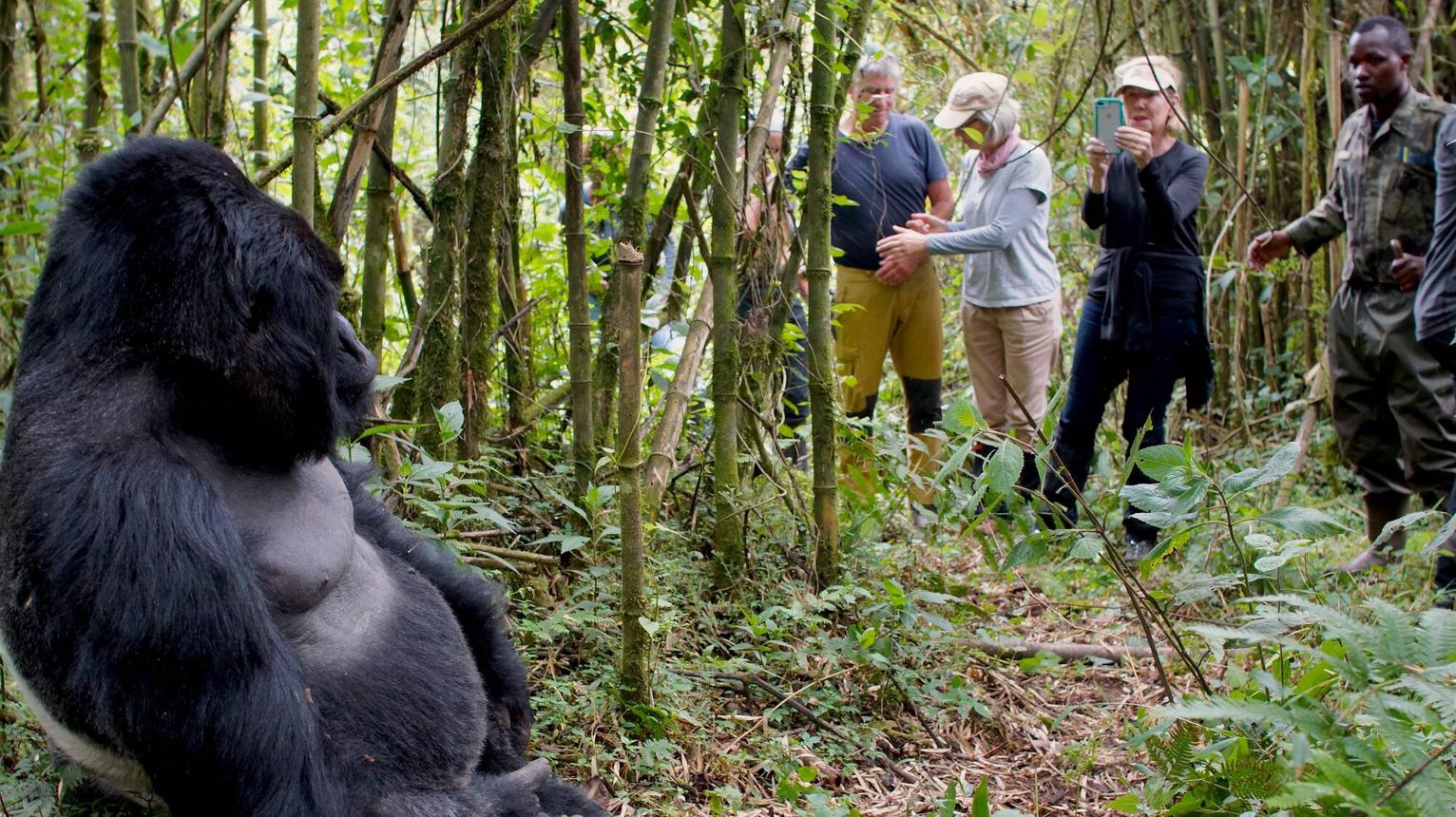 Rwanda Gorilla Trekking Tour Operators