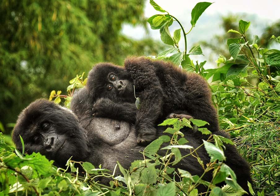Rwanda Safari and Gorilla Trekking Combo Tours