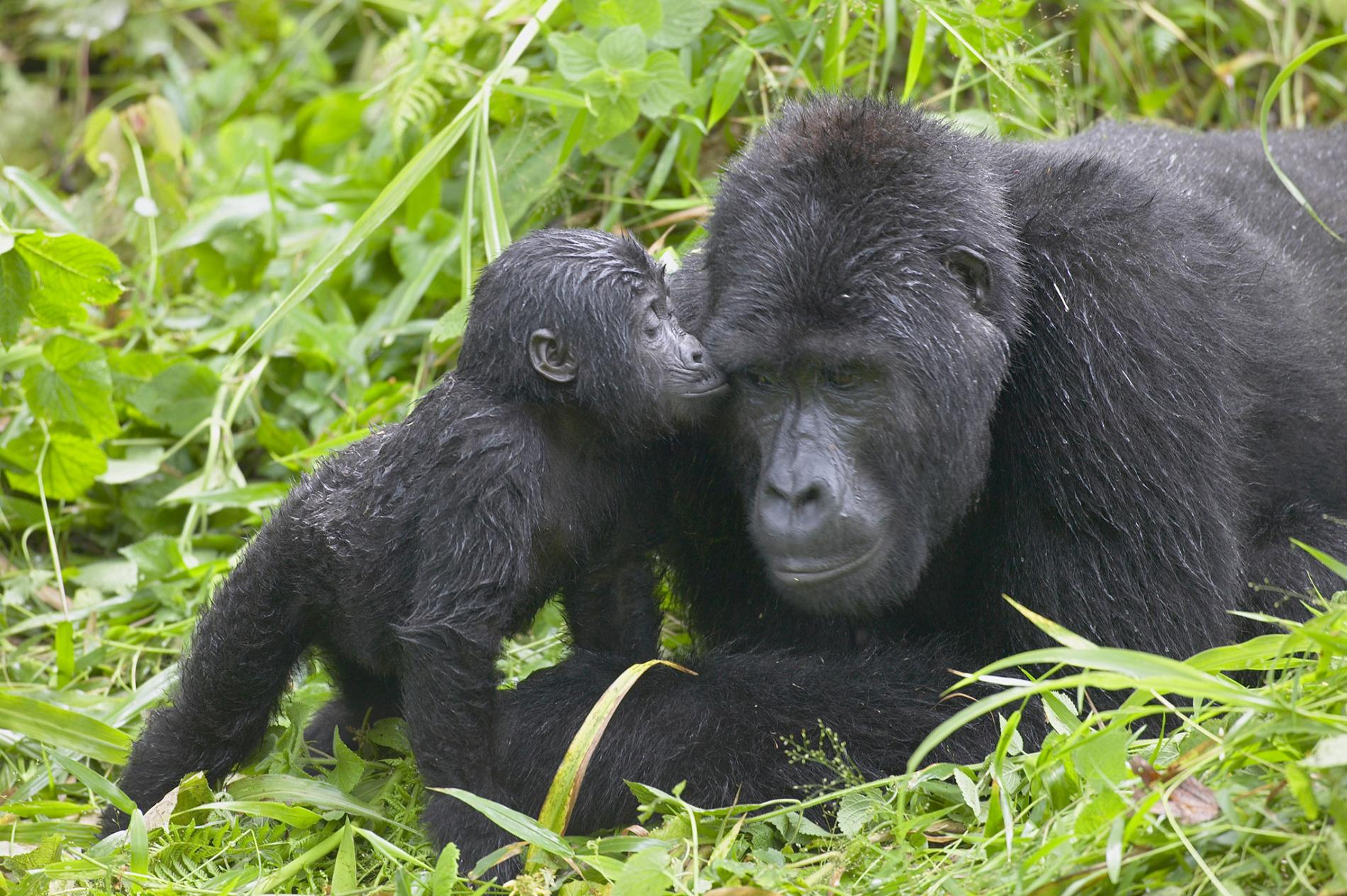 Best Rwanda Gorilla Trekking Packages for Couples