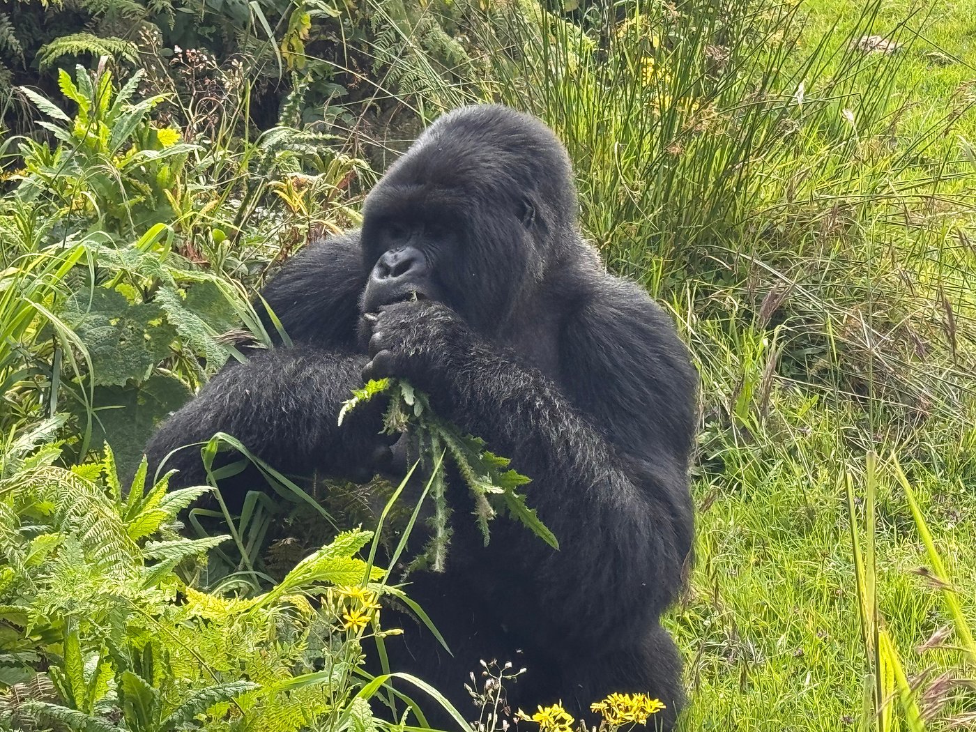 Rwanda Safari Adventure – Beyond Gorilla Trekking