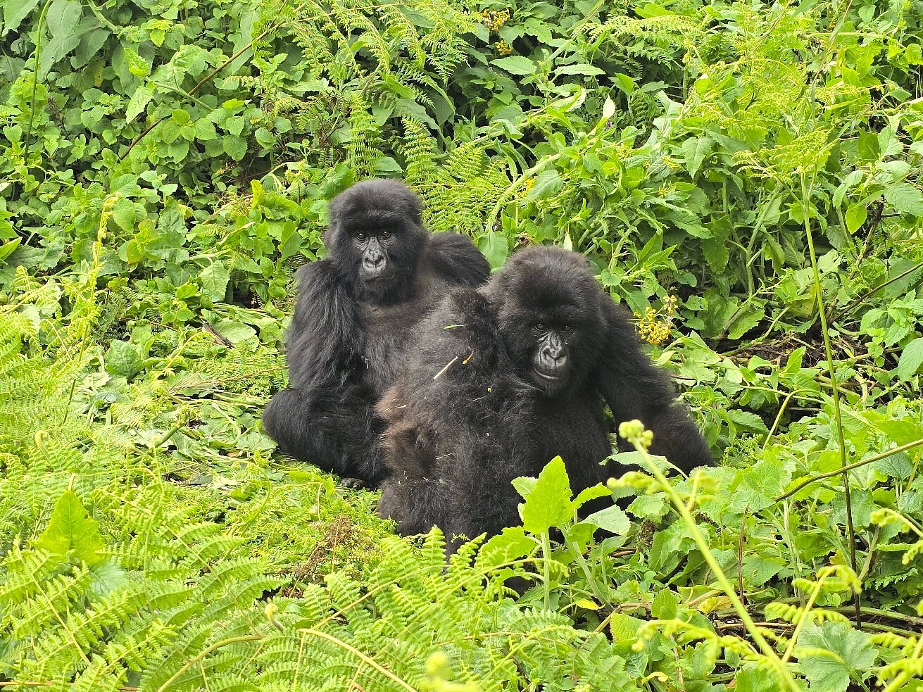Sustainable Gorilla Trekking in Rwanda – Why It Matters