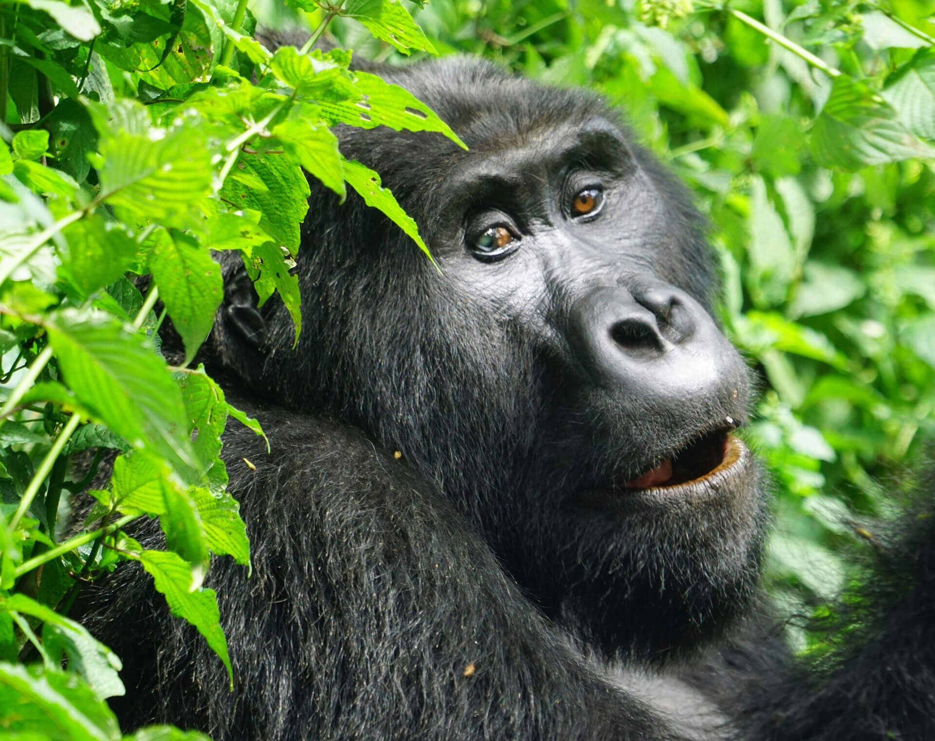 Rwanda Safari and Gorilla Trekking Combo Tours