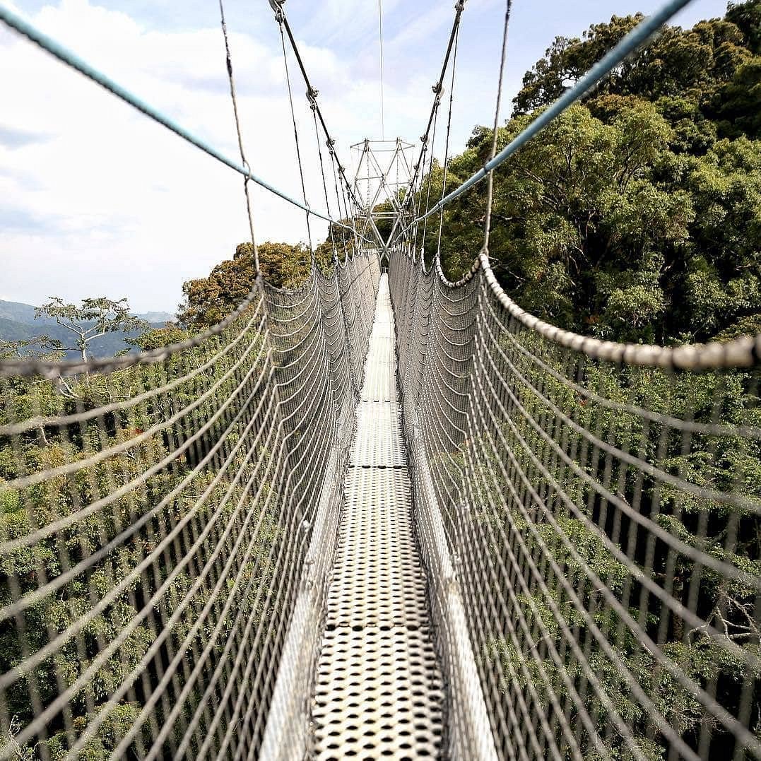 Suspension footbridge with a perforated metal deck, cables on both sides, spanning above a dense forest.