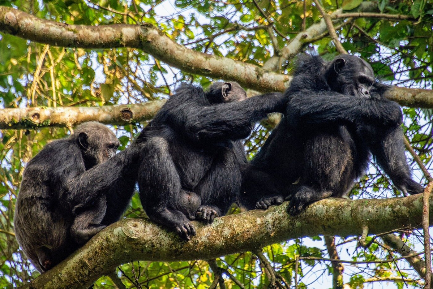 Rwanda Gorilla and Wildlife Safari – Volcanoes to Akagera National Park 
