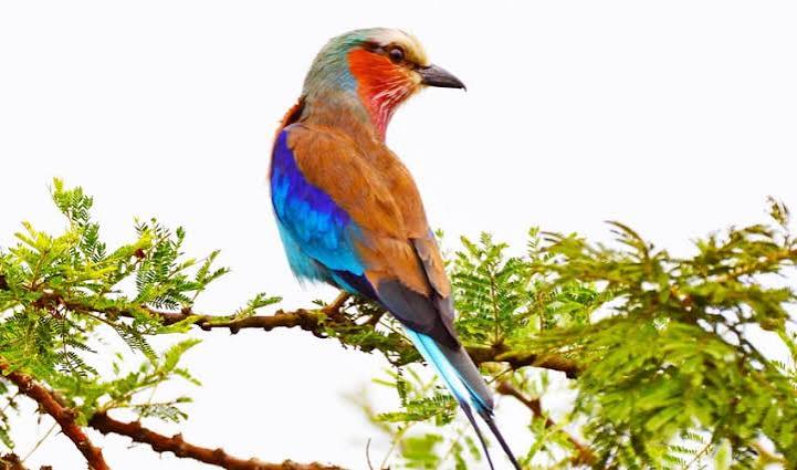 Rwanda Safari for Birdwatching – 700+ Species Guide