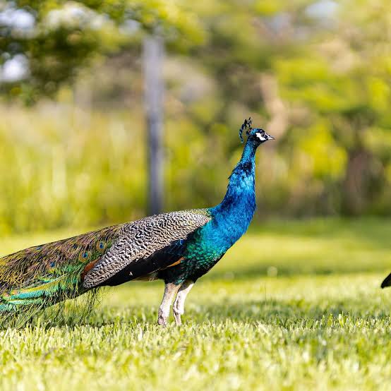 Rwanda Safari for Birdwatching – 700+ Species Guide
