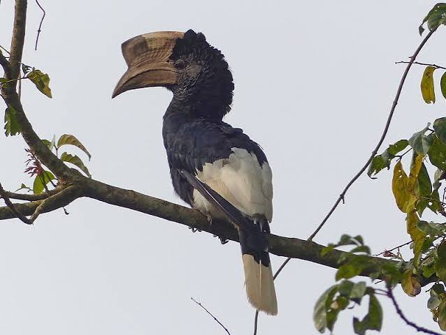 Rwanda Safari for Birdwatching – 700+ Species Guide