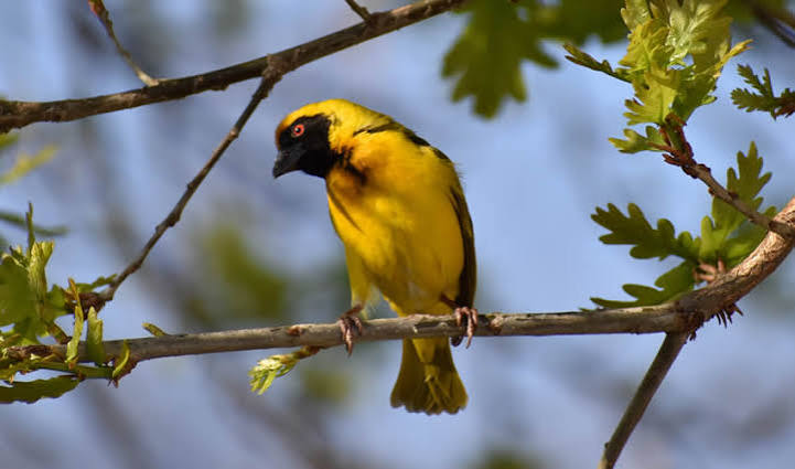 Rwanda Safari for Birdwatching – 700+ Species Guide