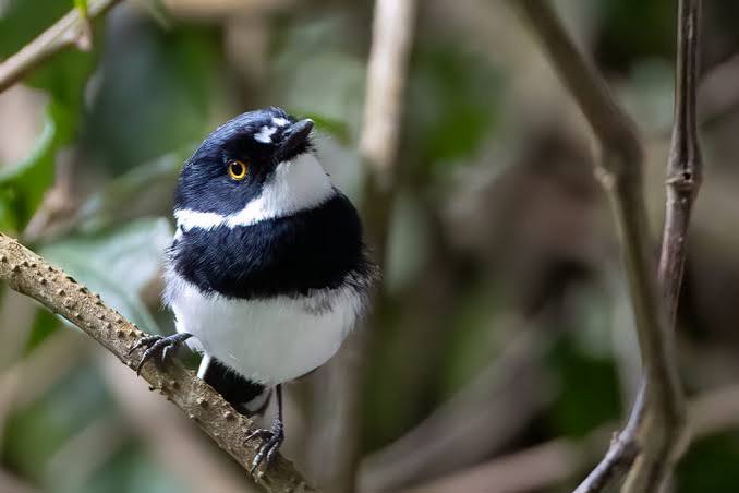 Rwanda Safari for Birdwatching – 700+ Species Guide