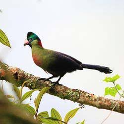 Rwanda Safari for Birdwatching – 700+ Species Guide