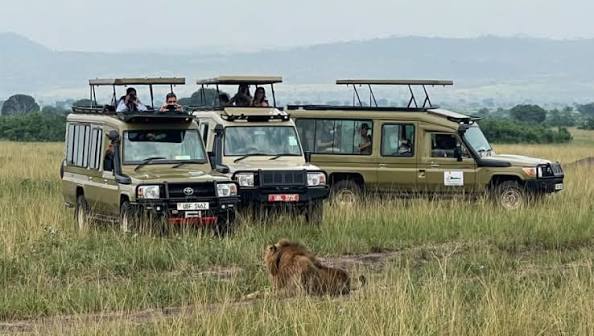 Rwanda Safari for Solo Travelers