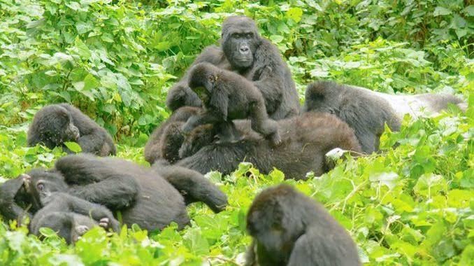Rwanda Safari and Community Tourism Experiences