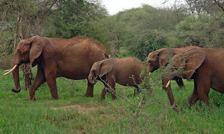 Rwanda Gorilla Safari and Big Five Safari – Complete Adventure Guide