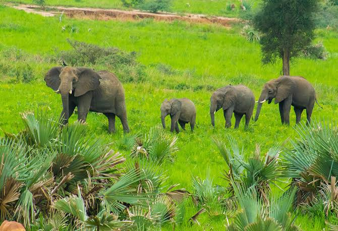 Rwanda Safari During the Green Season – Pros & Cons
