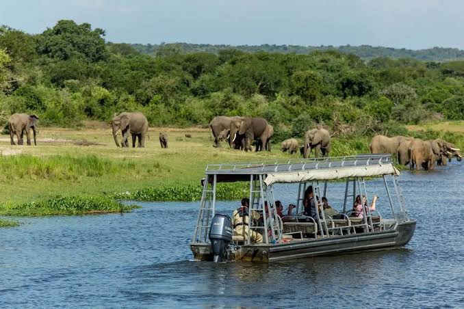 Safari-style boat on a calm river with tourists looking toward a herd of elephants on the grassy bank nearby