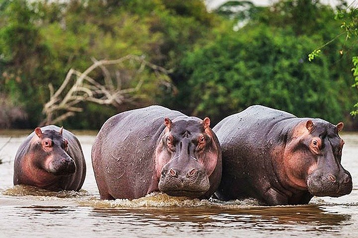 6-Day Rwanda Gorilla and Wildlife Safari – Best Rwanda Itinerary