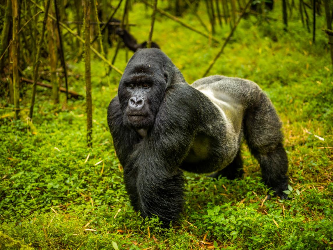 Photography Tips for Gorilla Trekking in Rwanda