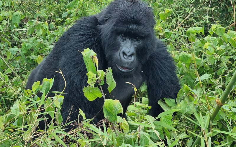 4 Days Rwanda Gorilla Safari