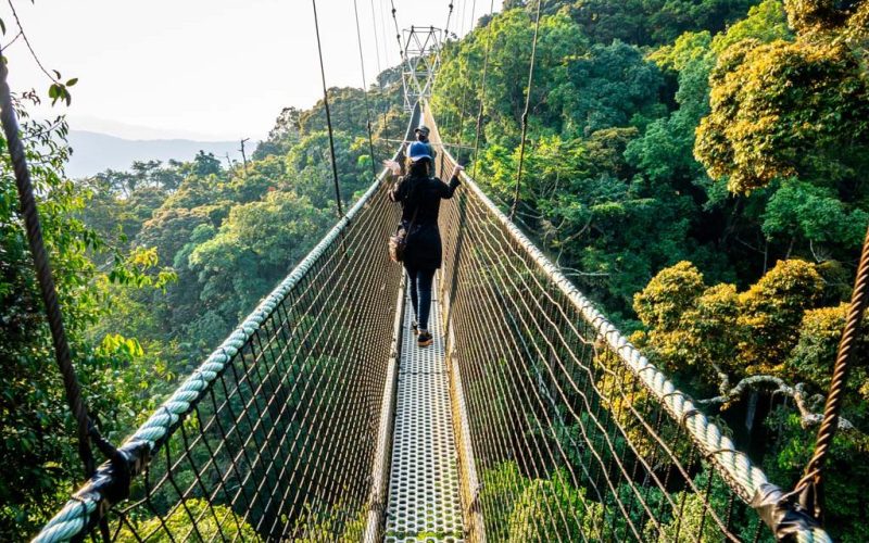 Colobus Monkey Trekking in Nyungwe National Park, 3 Days Nyungwe Chimpanzee Trek and Canopy Walkway
