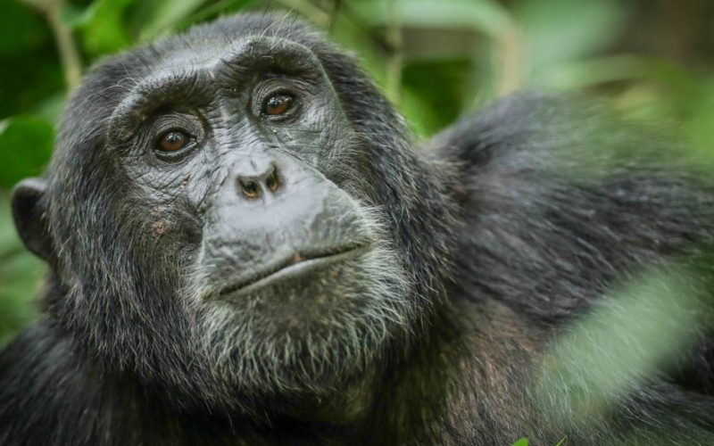 3 Days Nyungwe Chimpanzee Trek and Canopy Walkway, Safaris in Nyungwe National Park, Primate Safaris in Rwanda, Chimpanzee Tracking Safaris, Safaris in nyungwe, nyungwe safaris, primate safaris in nyungwe national park, chimpanzee safaris in nyungwe, chimpanzee trekking in Rwanda, chimp treks, chimp trekking tours, chimpanzee trekking trips, watrefalls in nyungwe national park, birdwatching in nyungwe national park, canopy walkway in nyungwe national park, wildlife safaris in nyungwe national park, nyungwe tours, Nyungwe canopy, nyungwe waterfalls, nyungwe primates, l'hoest monkeys in nyungwe, black and white colobus monkeys in nyungwe national park, vervet mpnkeys in nyungwe national park, nyungwe tourism safaris, nyungwe trekking safaris, nyungwe trails, nyungwe trekking safaris and tours, trek the chimpanzees in nyungwe, 3 days nyungwe chimpanzee trekking and canopy walk adventure, canopy in africa, canopy walkway in africa, Canopy safaris, 5 days chimpanzee trekking in nyungwe national park, 5 days in nyungwe national park, 3 days in nyungwe national park, canopy walk way safaris in rwanda, nyungwe tea plantatuion, cultural tours in and near nyungwe national park, nyungwe