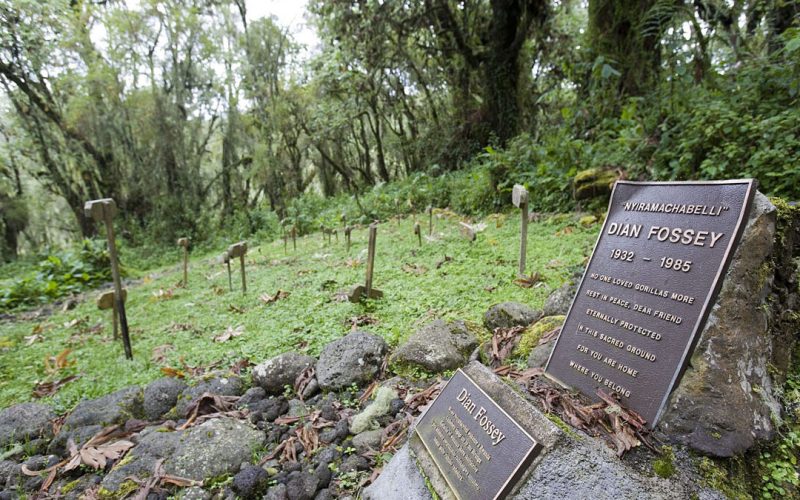 7 Days Wildlife and Primate Safari Rwanda