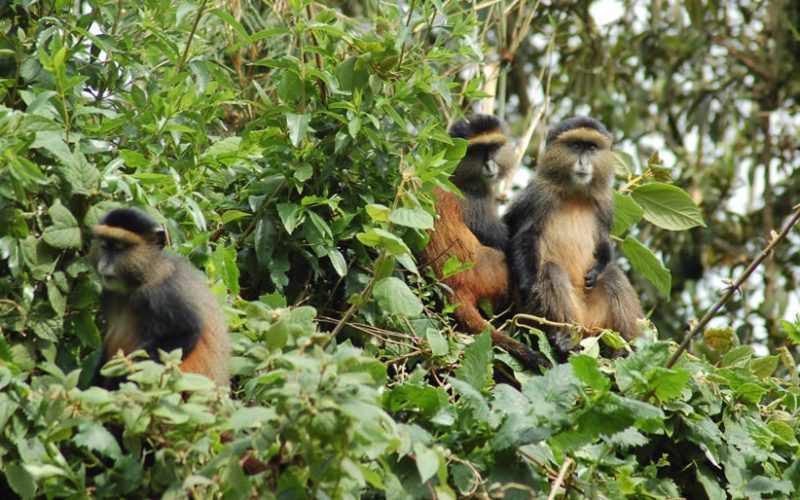 3 Days Gorilla and Golden Monkey Trekking in Rwanda, Rwanda Safaris