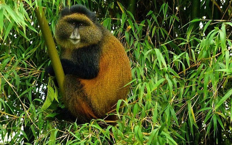 3 Days Gorilla and Golden Monkey Trekking in Rwanda, Rwanda Safaris
