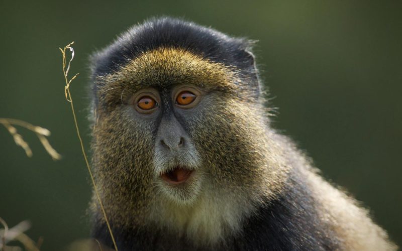 Rwanda safaris including gorilla trekking, 3 Days Gorilla and Golden Monkey Trekking in Rwanda, Rwanda Safaris